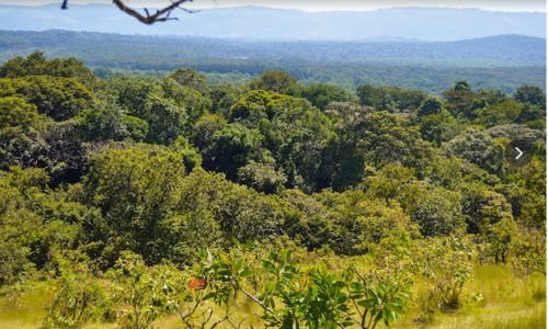 3 Day Visit to Kakamega Forest