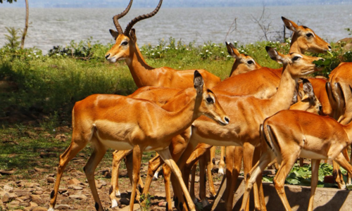 2 Day visit to Kisumu Impala Sanctuary