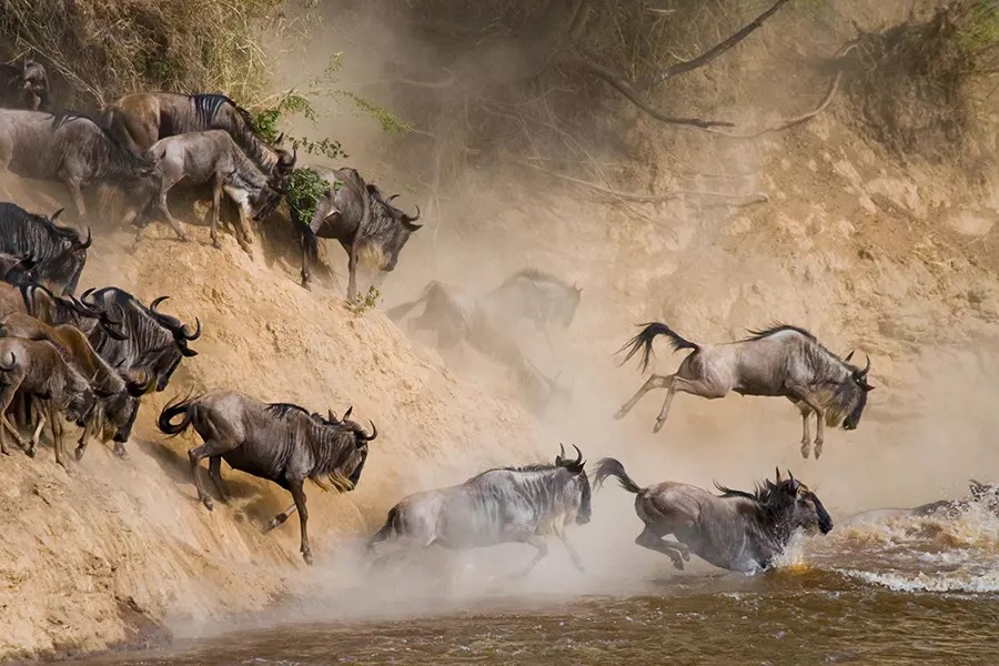 Maasai Mara Wildebeest Migration 2025 3 Days / 2 Nights.